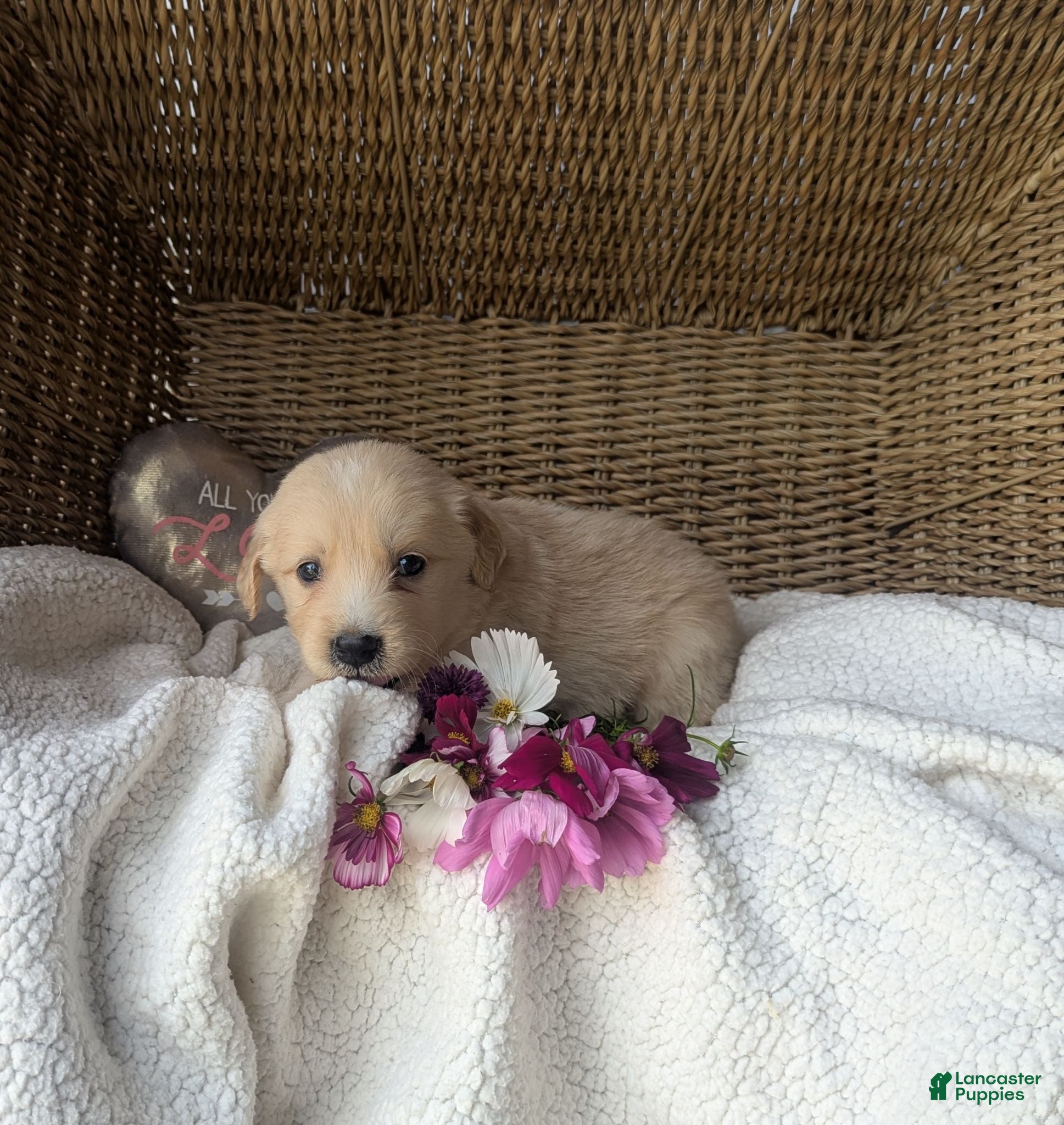 Golden Retriever dogs Rolex - Ad 1