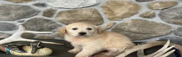 Golden Retriever dogs for sale: April  - Ad 4