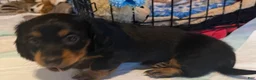 Dachshund dogs for sale: Lainey - Ad 3