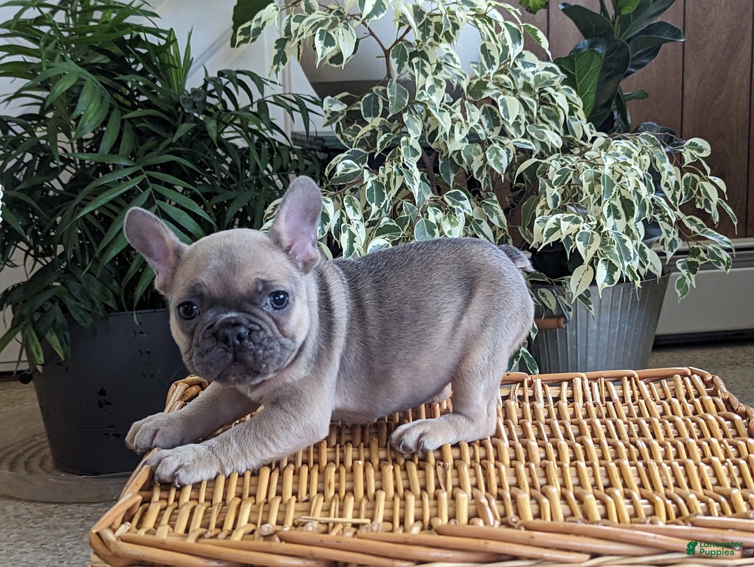 French Bulldog dogs for sale: Sparkle - Ad 2