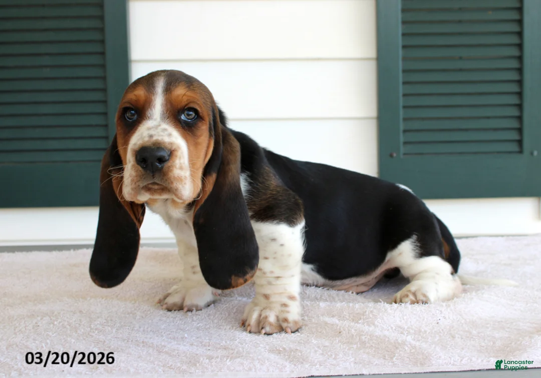 Basset Hound dogs for sale: Socks - Ad 2