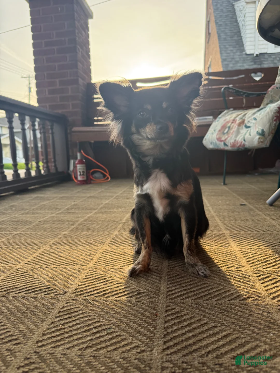 Chihuahua dogs for sale: Buffy - Ad 5