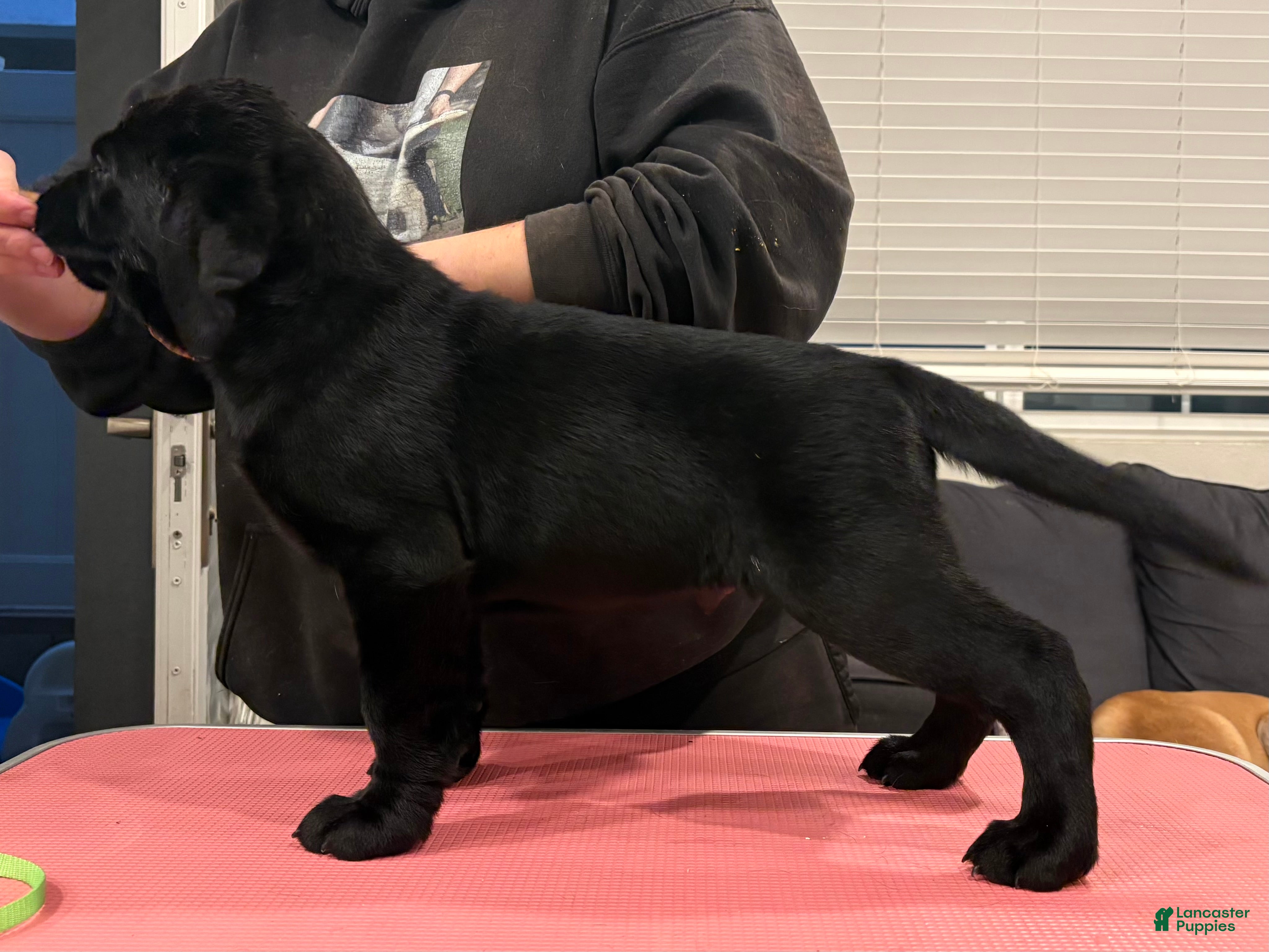 Labrador Retriever dogs Green collar boy - Ad 26