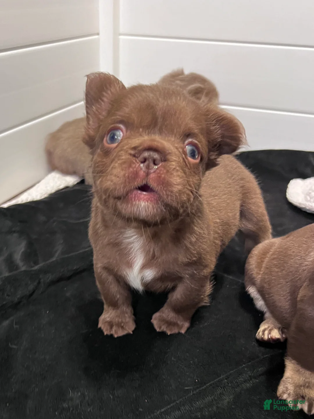 French Bulldog dogs for sale: Brownie - Ad 4