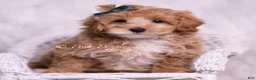 Maltipoo dogs for sale: Butterscotch - Ad 4