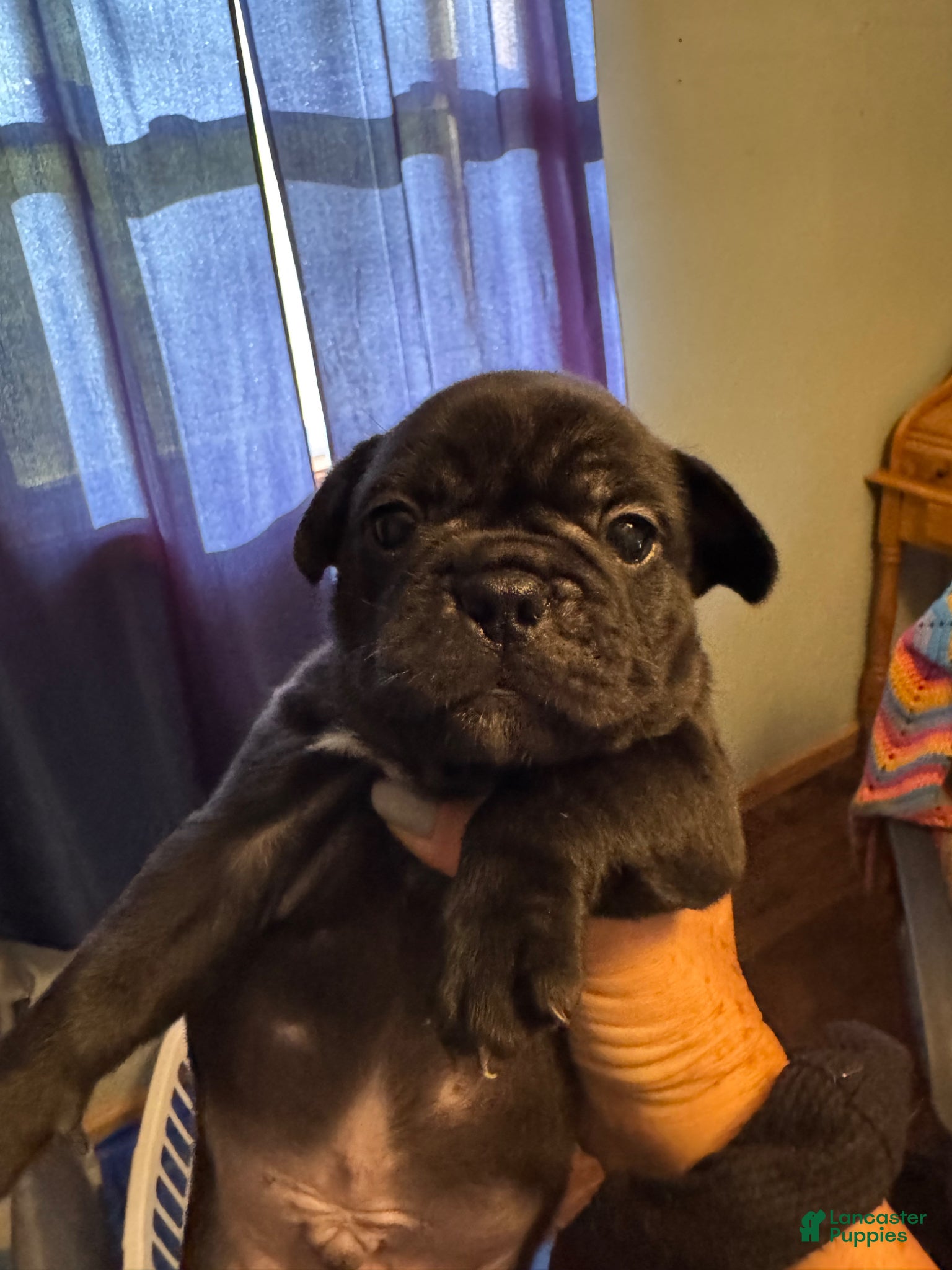 Frug dogs Frug Puppy 3 - Ad 11
