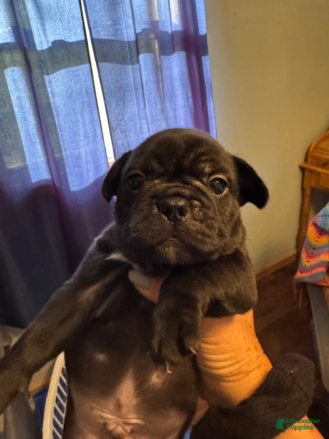 Frug dogs for sale: Frug Puppy 3 - Ad 1