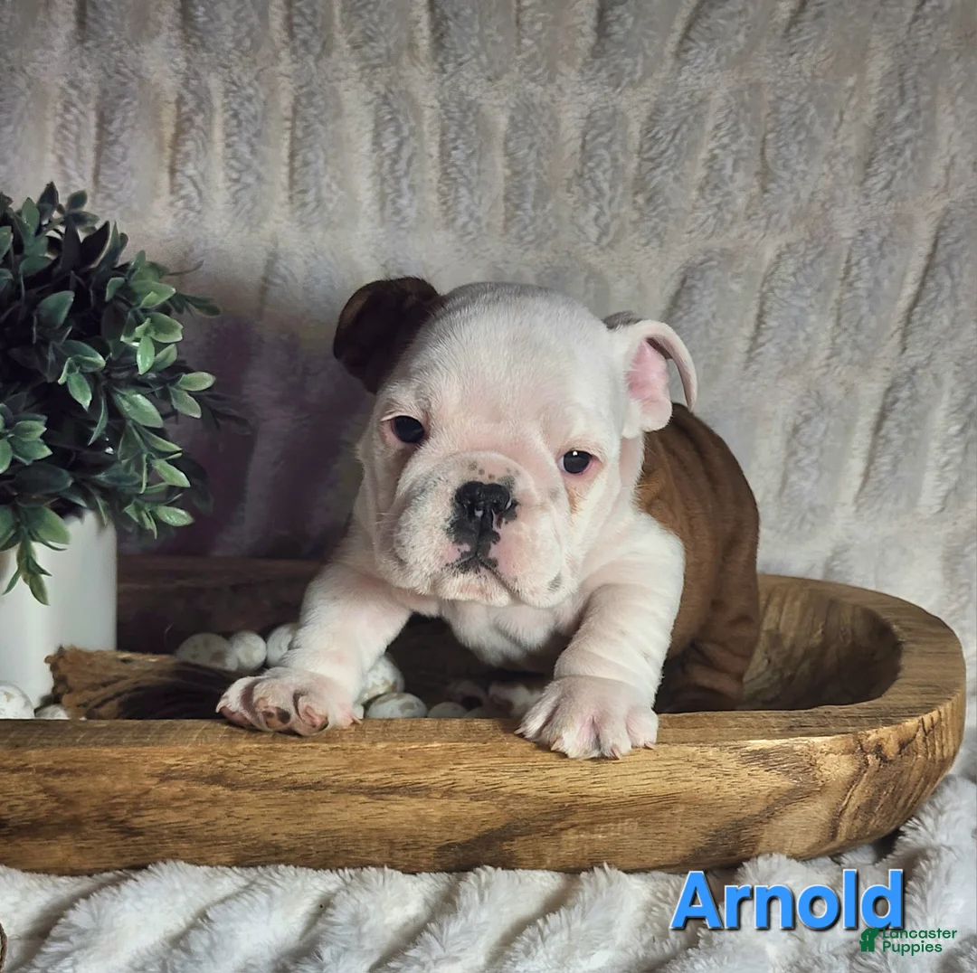 English Bulldog dogs for sale: AKC Arnold  - Ad 2