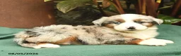Miniature Australian Shepherd dogs for sale: Ranger - Ad 4