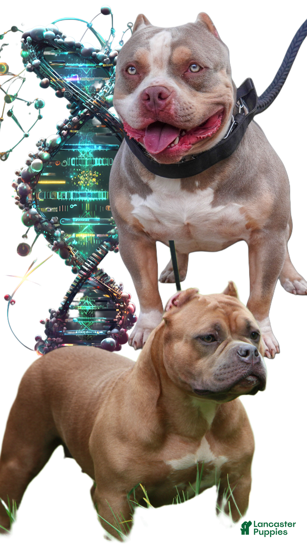 American Bully dogs for sale: Linda - Ad 13