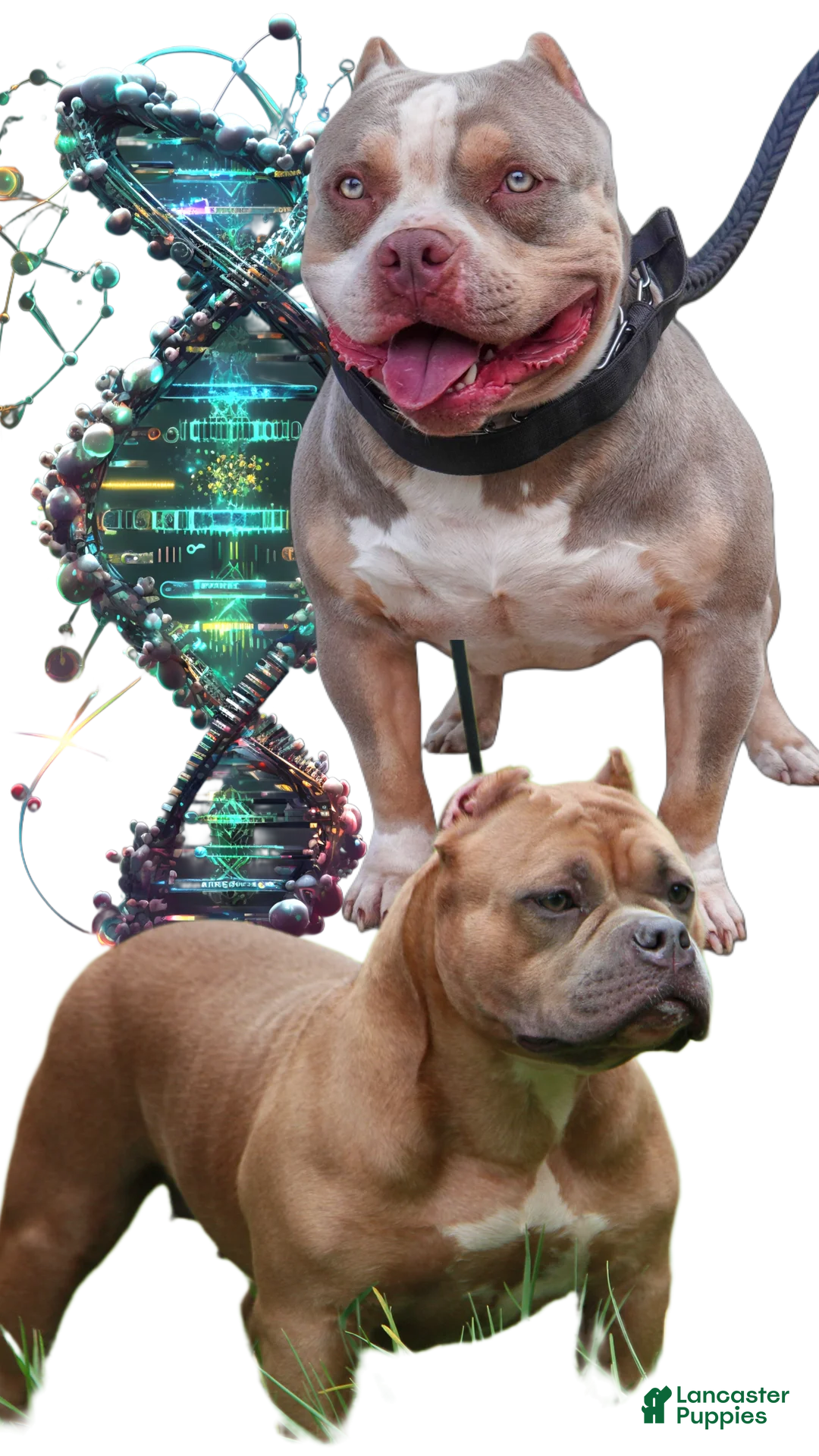 American Bully dogs for sale: Juno - Ad 8