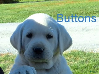 Labrador Retriever dogs - Ad 1