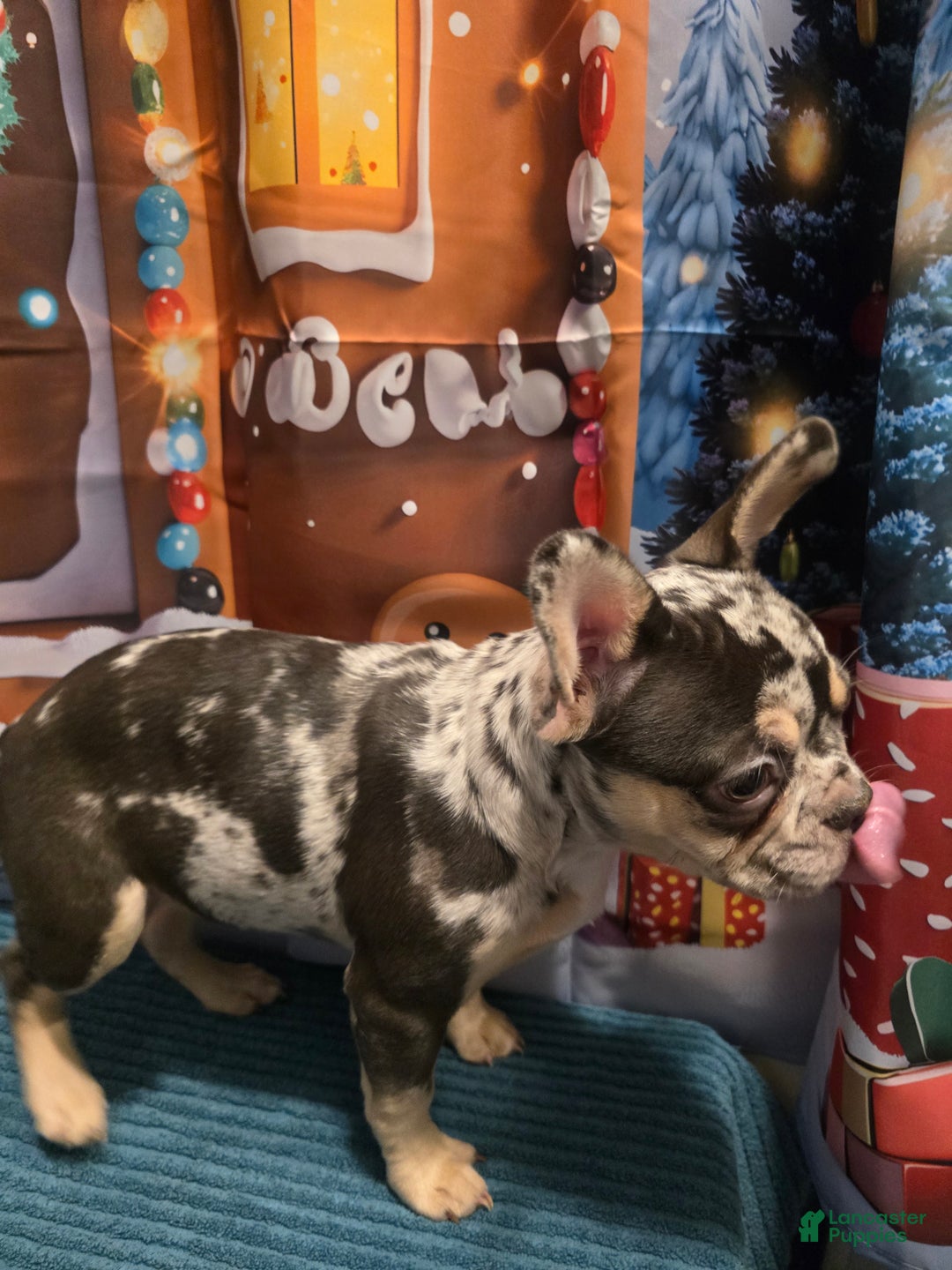 French Bulldog dogs for sale: French Bulldog Puppy 1 - Ad 7