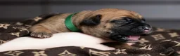 Cane Corso dogs for sale: Midnight Groove’s Mad At Fire - Ad 4