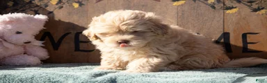Maltipoo Puppy 1