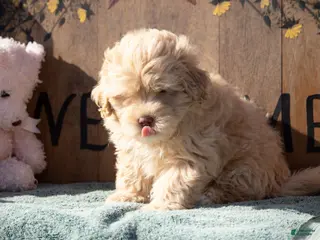 Maltipoo dogs for sale: Maltipoo Puppy 1 - Ad 2