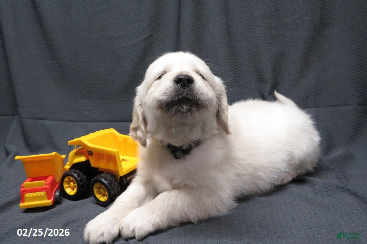 Golden Retriever dogs Buster - Ad 2