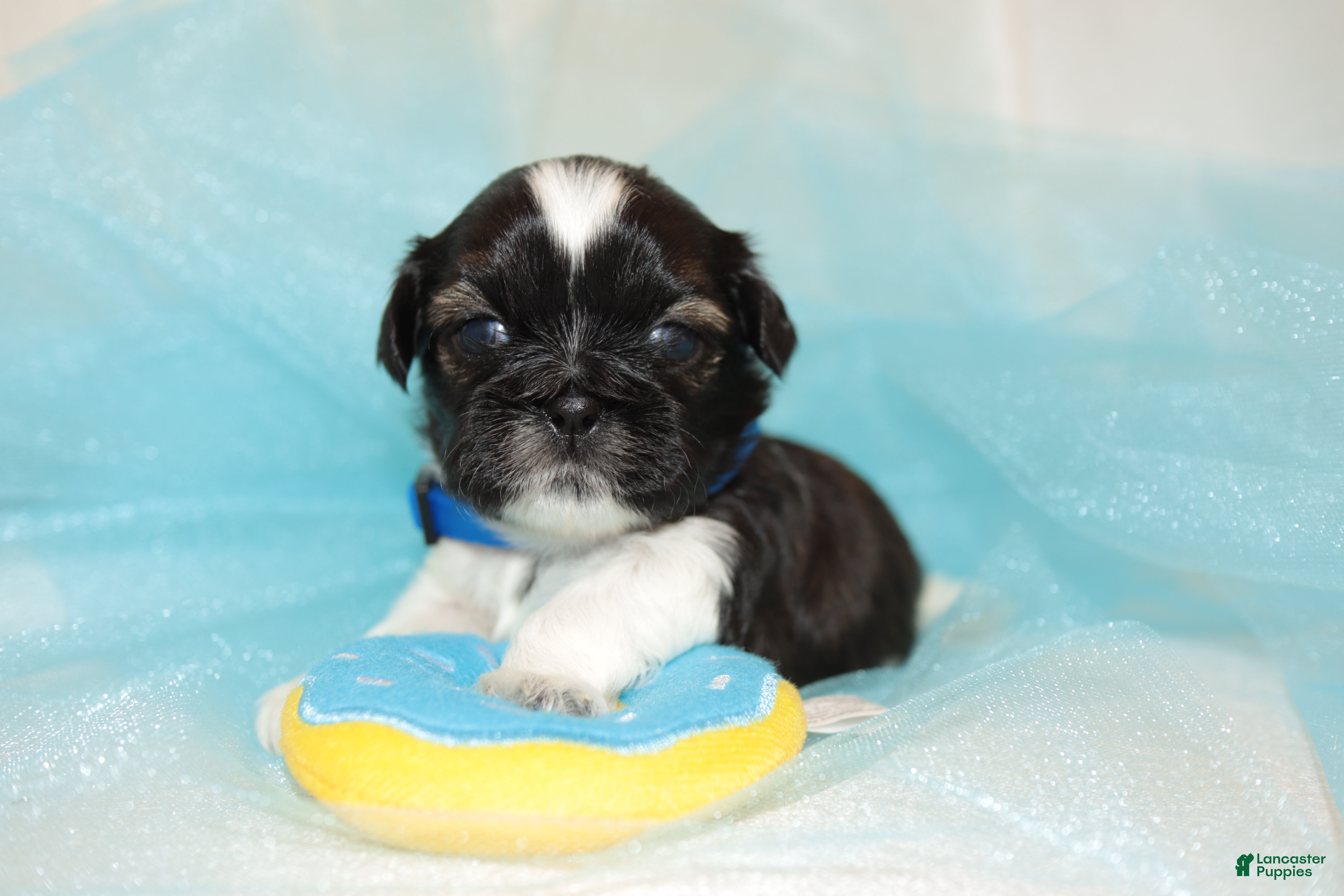 Shih Tzu dogs Shih Tzu Puppy 2 - Ad 5