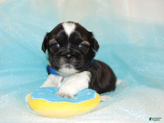 Shih Tzu dogs Shih Tzu Puppy 2 - Ad 39