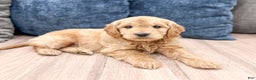Mini Goldendoodle dogs for sale: Max - Ad 2