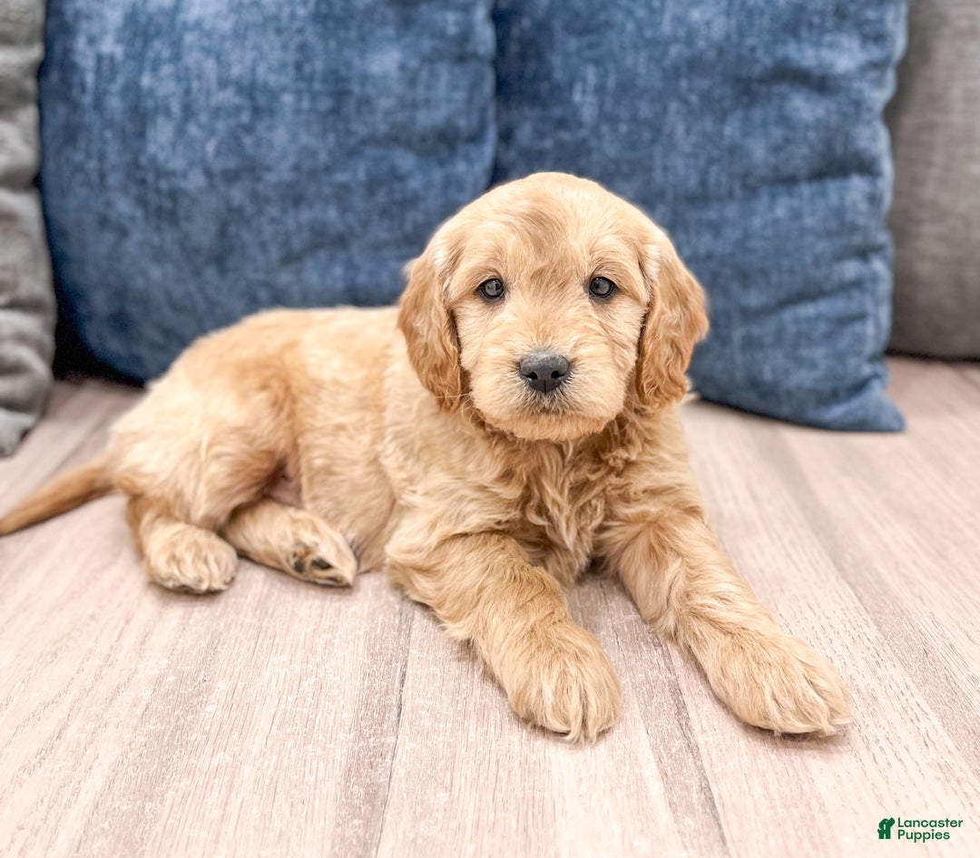 Mini Goldendoodle dogs for sale: Max - Ad 2