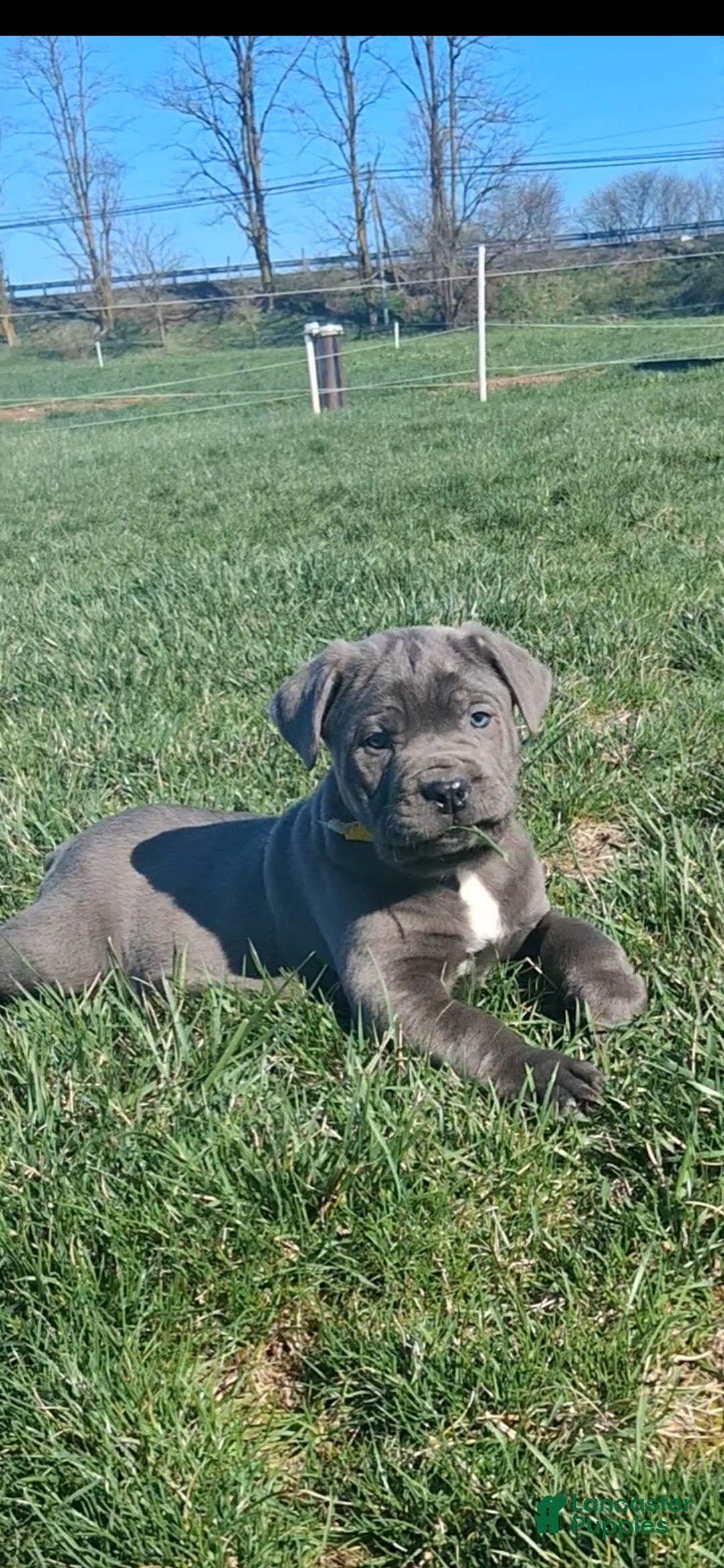 Cane Corso dogs Titan - Ad 1