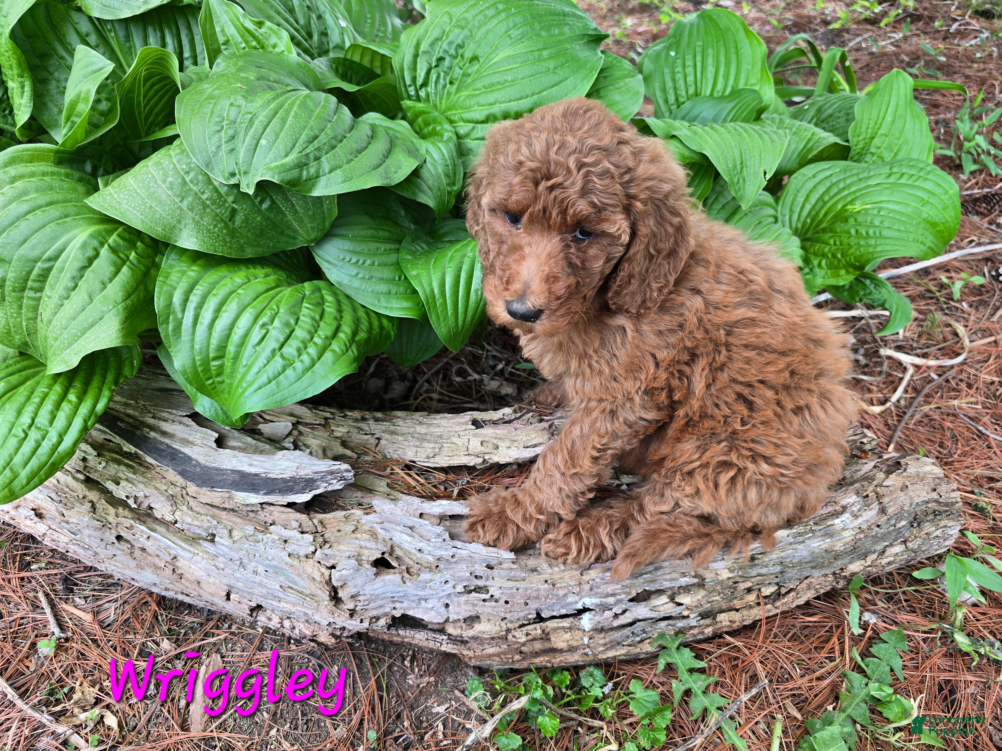 Goldendoodle dogs Goldendoodle Puppy 5 Sold - Ad 31