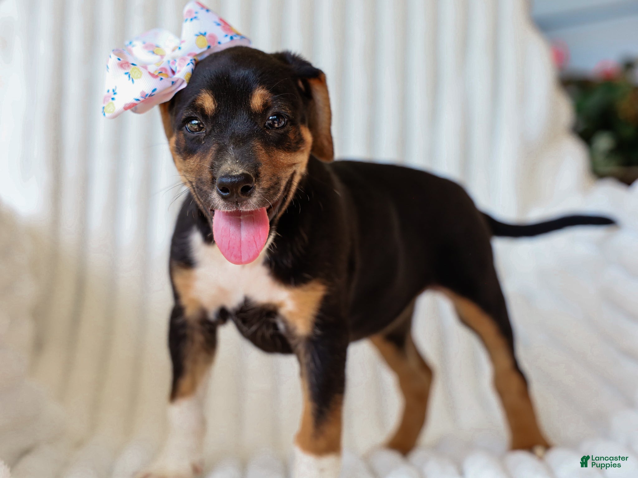 Mixed Breed dogs Annabelle Beagle Mix Pup - Ad 2