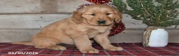 Golden Retriever dogs for sale: Amber - Ad 5