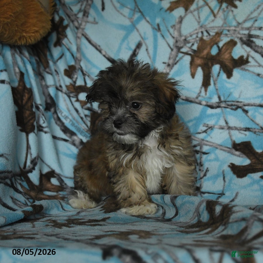 Mixed Breed dogs Uriel - Ad 2