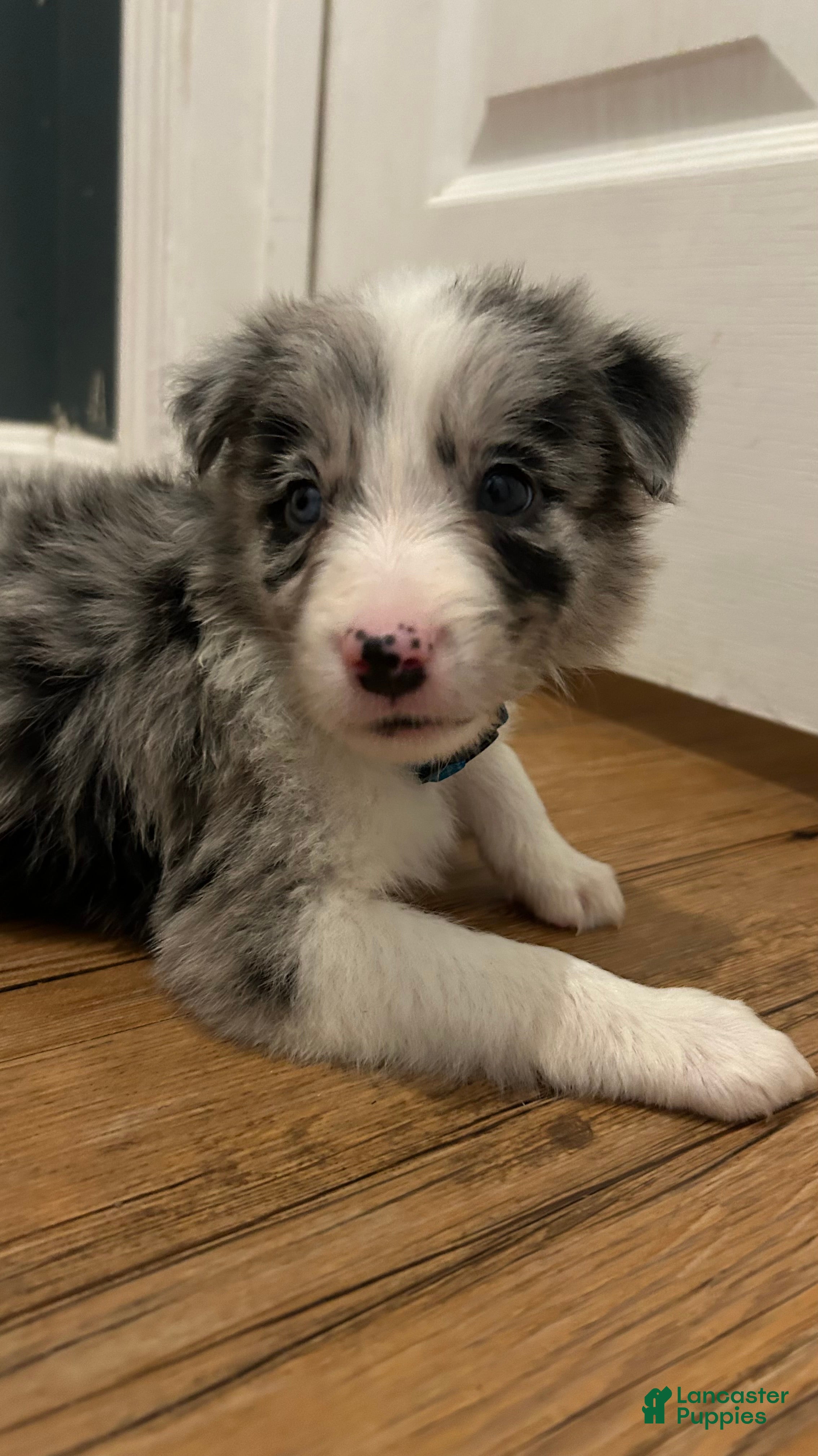Border Collie dogs Jason Crabb - Ad 2