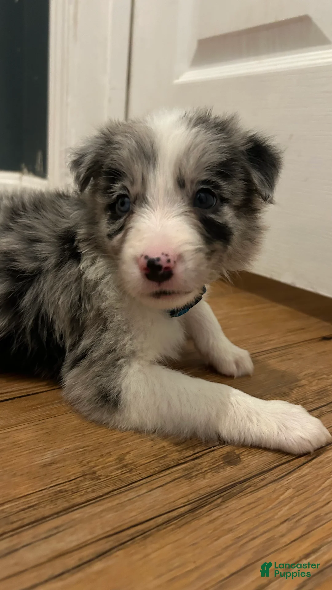 Border Collie dogs for sale: Jason Crabb - Ad 2