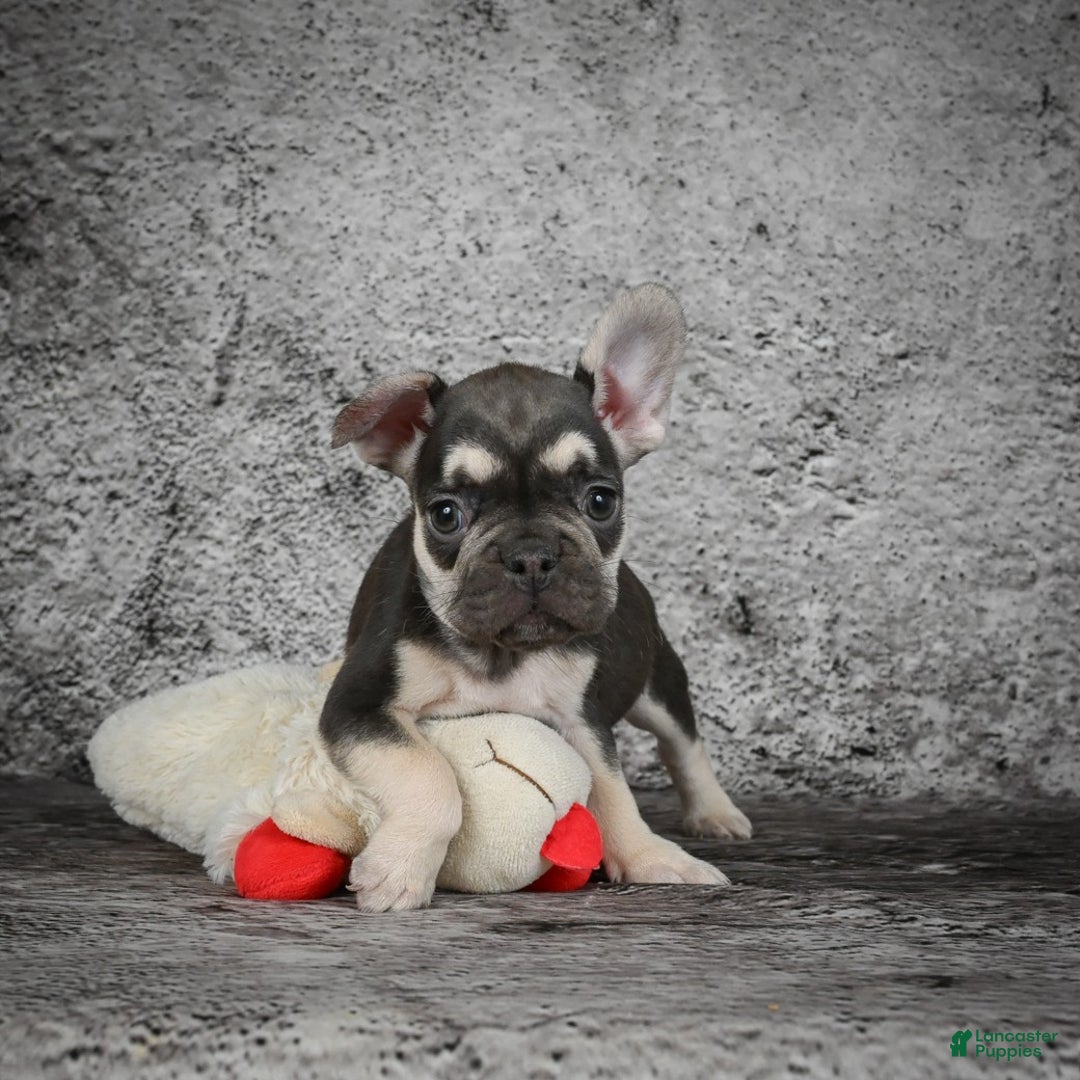 French Bulldog dogs for sale: Becky - Ad 6
