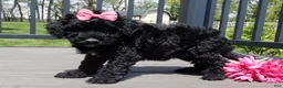 Sheepadoodle dogs for sale: Ellie-MEDIUM - Ad 4