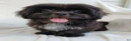 Teddy Bear dogs for sale: Bingo - Ad 2