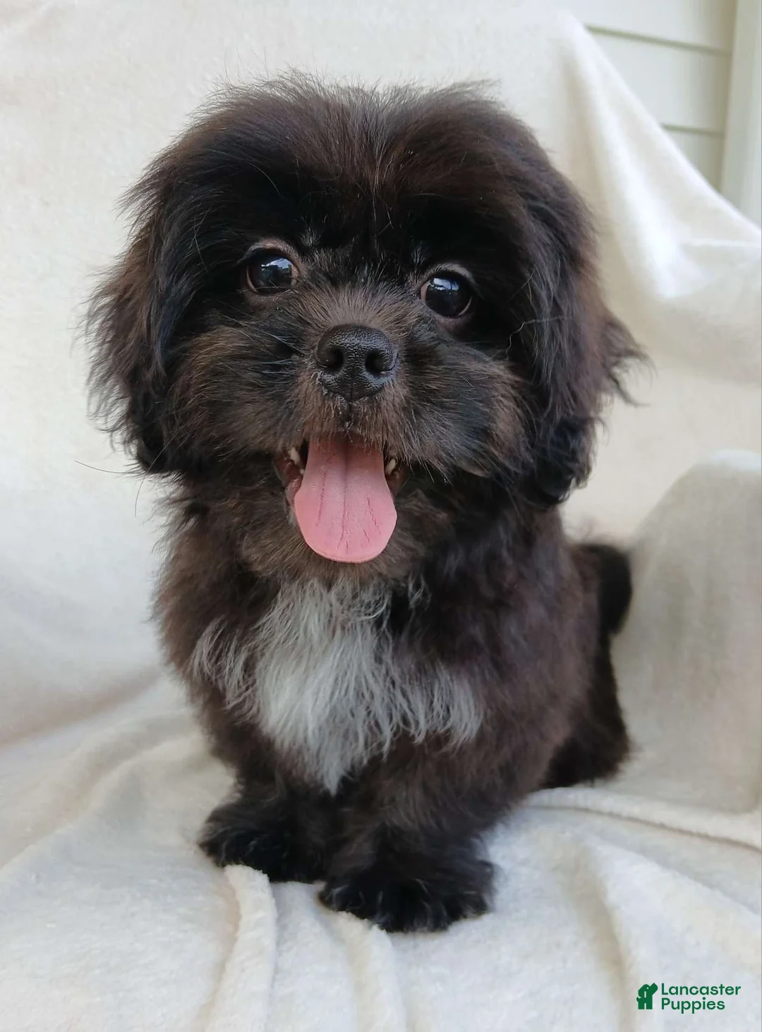 Teddy Bear dogs for sale: Bingo - Ad 2