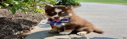 Pomsky dogs for sale: Sugar - Ad 2