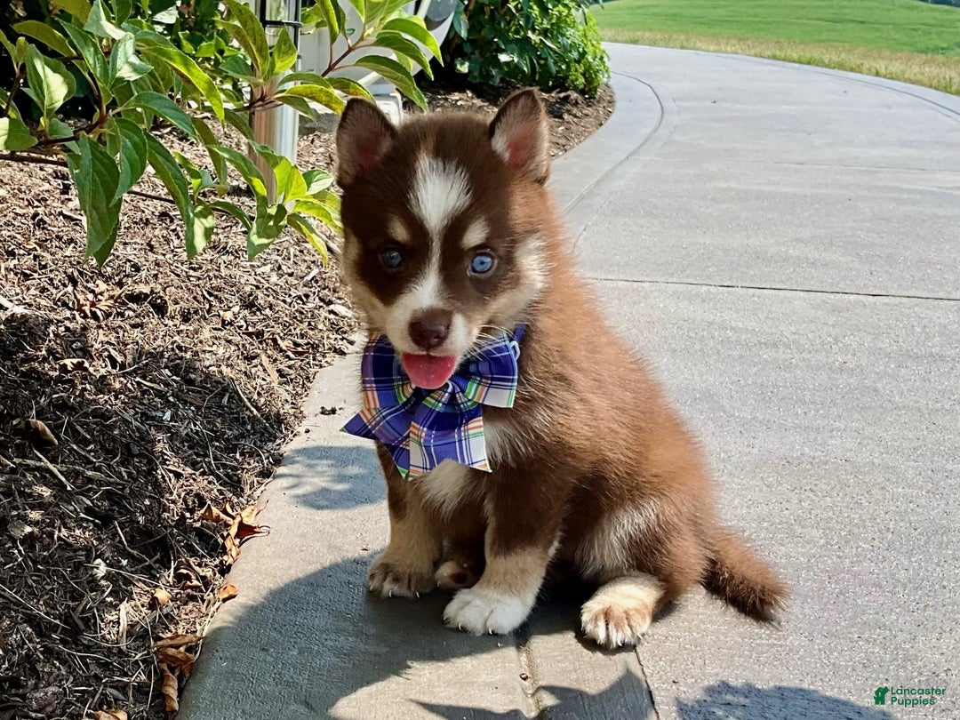 Pomsky dogs for sale: Sugar - Ad 2