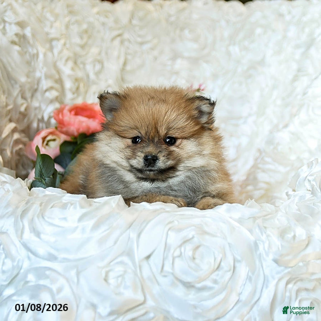 Pomeranian dogs for sale: Rusty - Ad 4