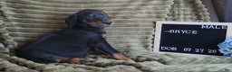 Doberman Pinscher dogs for sale: Bryce - Ad 3