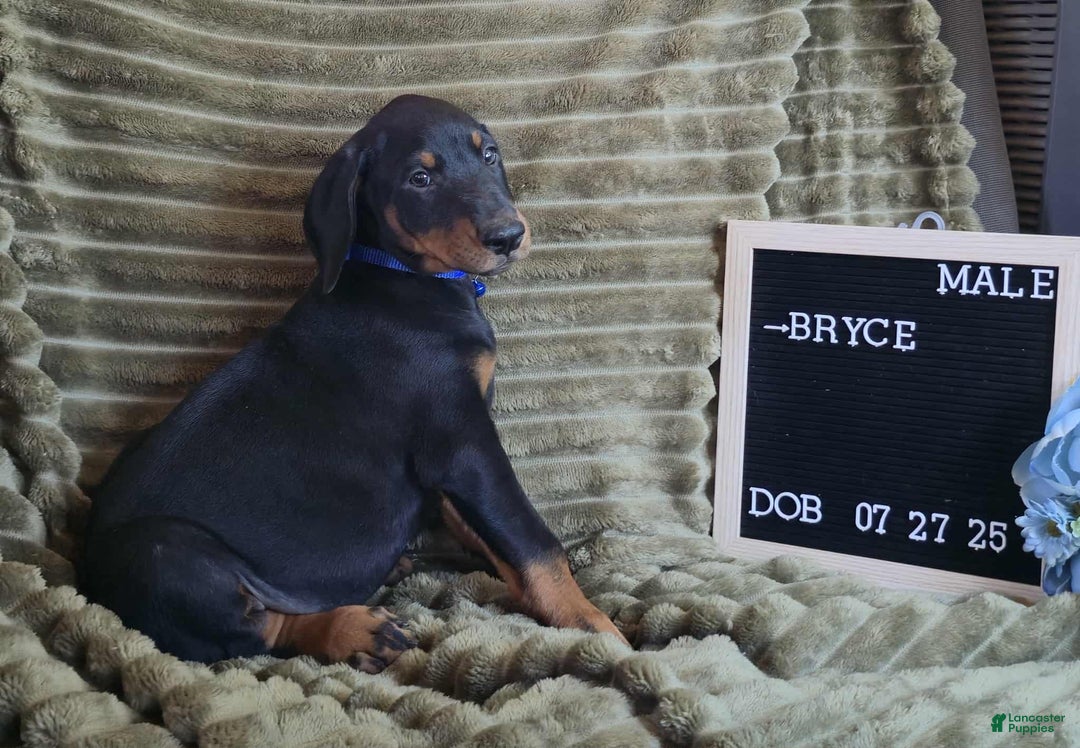 Doberman Pinscher dogs for sale: Bryce - Ad 3