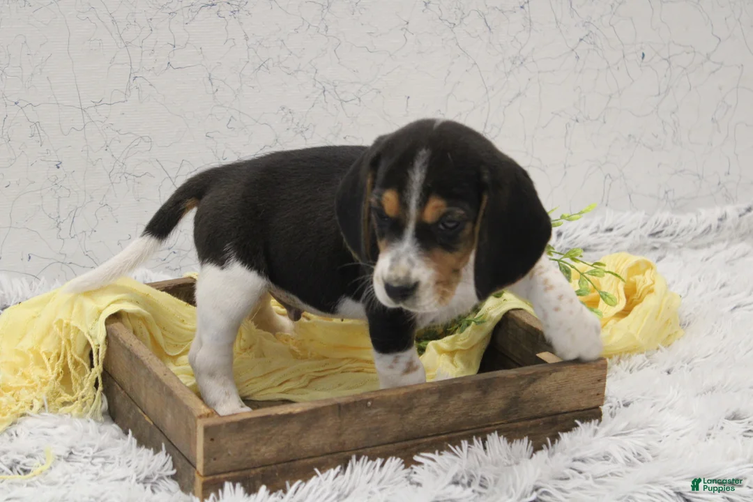Beagle dogs for sale: Sprinkles - Ad 1