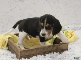Beagle dogs for sale: Sprinkles - Ad 3