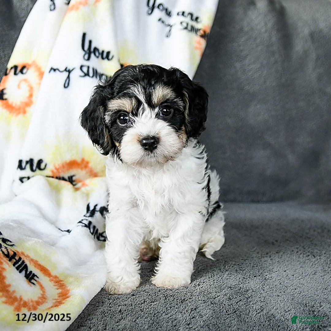 Cavachon dogs for sale: Rover - Ad 4