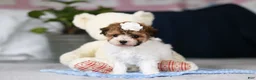 Toy Poodle dogs for sale: Analee - Ad 4