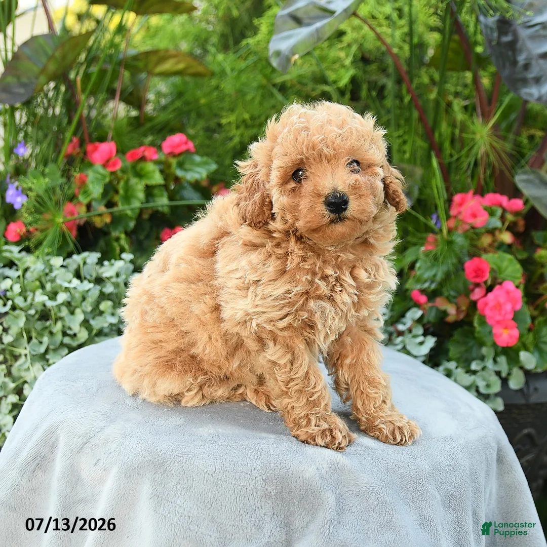 Toy Poodle dogs for sale: Palina - Ad 5