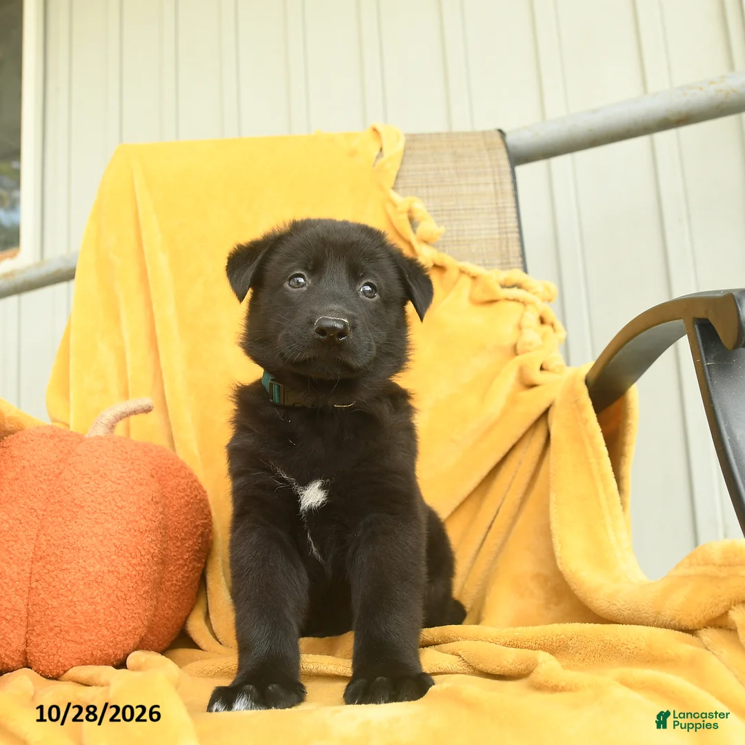 German Shepherd dogs for sale: Habakkuk  - Ad 2