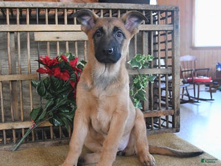 Mixed Breed dogs Ocean - Ad 5