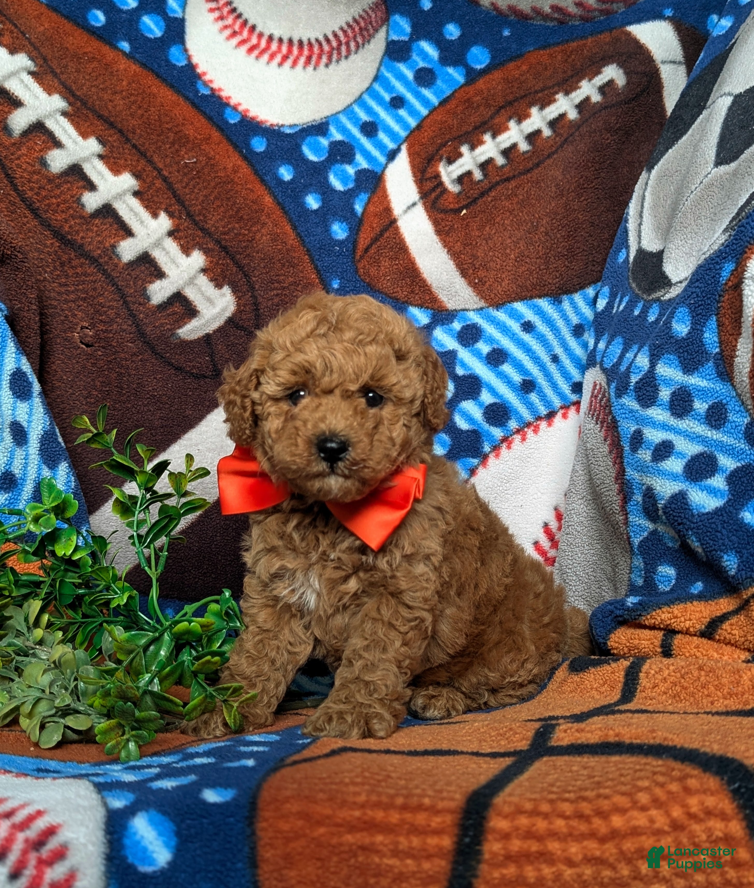 Toy Poodle dogs Northrop 9 lbs Full Grown - Ad 1