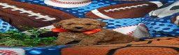 Toy Poodle dogs for sale: Northrop 9 lbs Full Grown - Ad 1